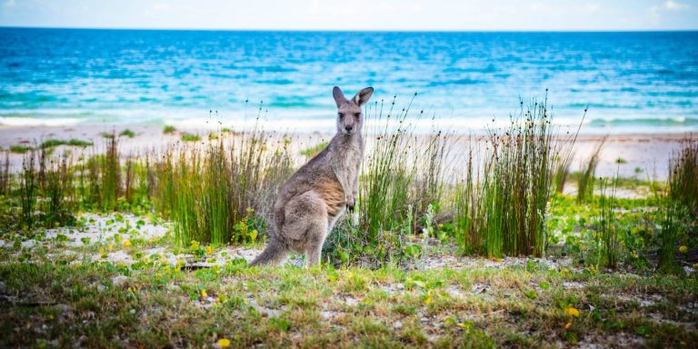 El-gobierno-australiano-ofrece-Visas-gratis-para-estudiantes