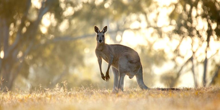 Australia ¿Qué ciudades ofrecen la mejor experiencia para estudiantes internacionales