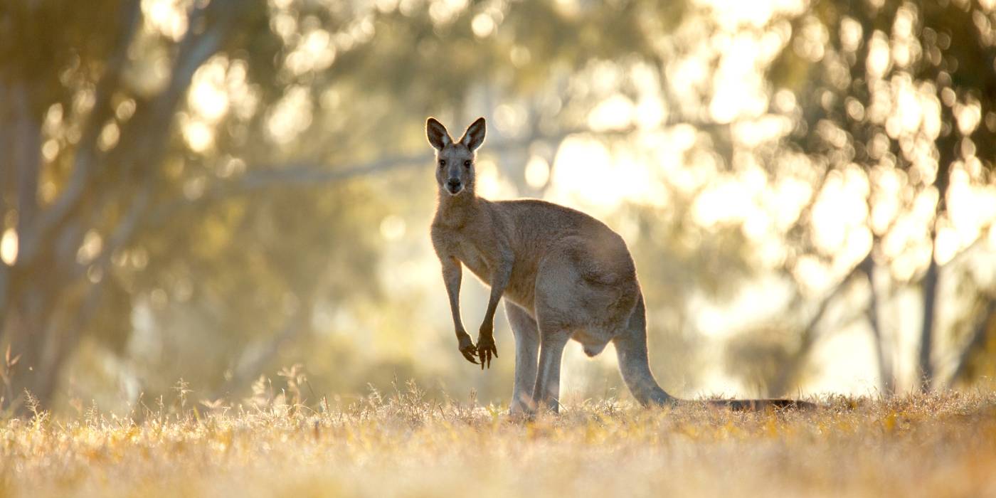 Australia ¿Qué ciudades ofrecen la mejor experiencia para estudiantes internacionales
