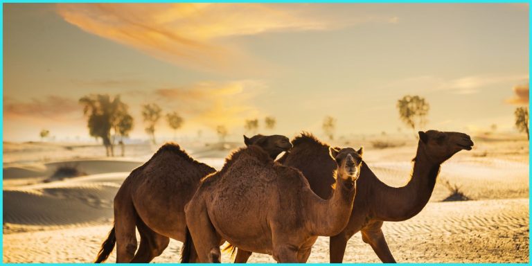 Consejos para adaptarte rápido a la vida estudiantil en Dubai